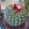 Oroya_peruviana_2